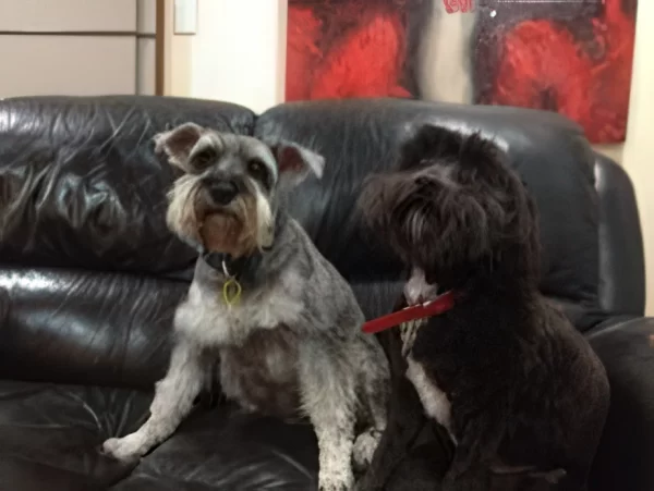 Jordie & Bodie M. 2 dogs