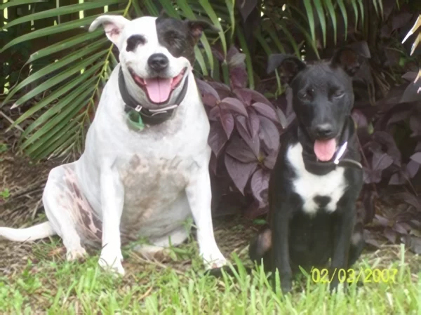 Snatch & Darkshya S. 2 dogs